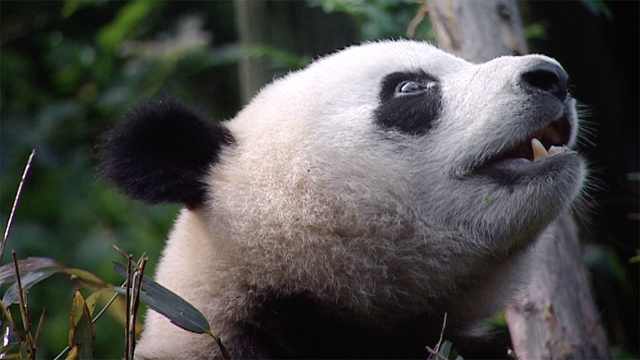 Sneezing Baby Panda